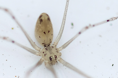 Spermophorides mediterranea