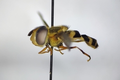 Syrphus knabi