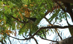 Polioptila