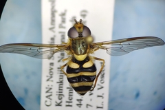 Syrphus knabi