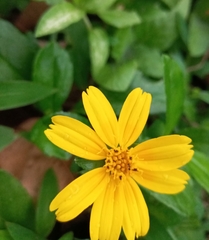 Sphagneticola calendulacea