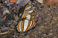 Metamorpha elissa