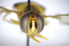 Syrphus knabi