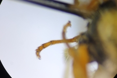 Syrphus knabi