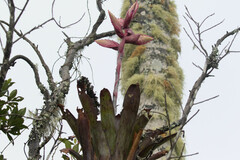 Tillandsia fendleri