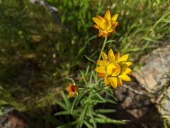 Austrotephritis poenia