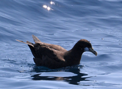 Procellaria aequinoctialis