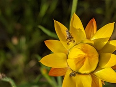 Austrotephritis poenia