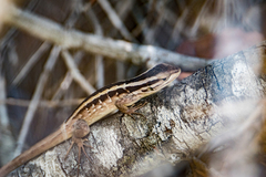 Liolaemus schroederi