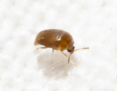 Sericoderus