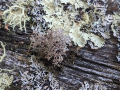 Pseudevernia consocians