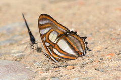 Metamorpha elissa