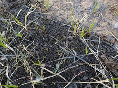 Scorpidium revolvens