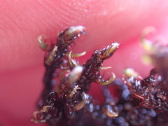 Scorpidium revolvens