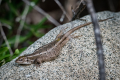 Liolaemus schroederi