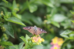 Polygonus leo arizonensis