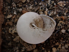 Helminthoglypta tudiculata