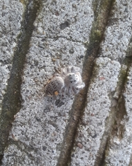 Paraphidippus fartilis