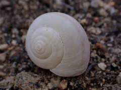 Helminthoglypta tudiculata
