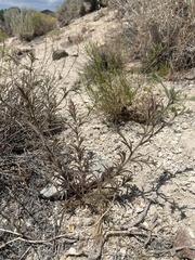 Cordylanthus kingii helleri