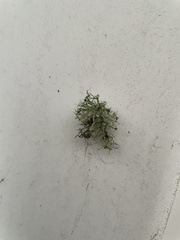 Ramalina stenospora