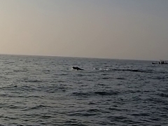 Megaptera novaeangliae