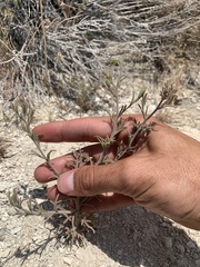 Cordylanthus kingii helleri