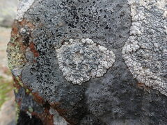 Lecanora rupicola
