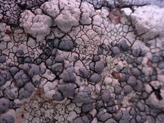 Lecanora rupicola