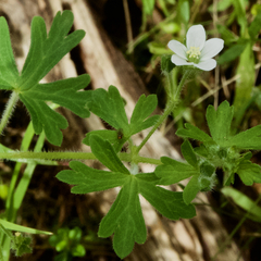 Geranium potentilloides