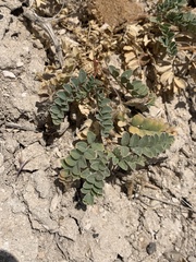 Astragalus iodanthus