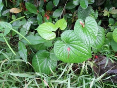 Piper umbellatum