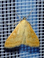 Sitochroa verticalis