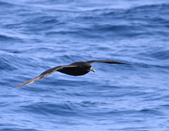 Procellaria aequinoctialis