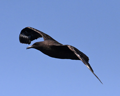 Stercorarius antarcticus