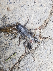 Mastigoproctus