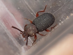 Apsena laticornis