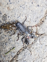 Mastigoproctus