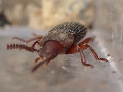 Apsena laticornis