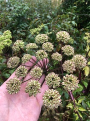Angelica triquinata