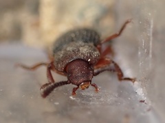 Apsena laticornis