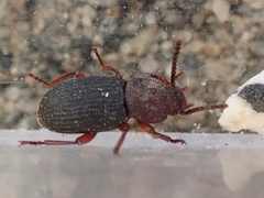 Apsena laticornis