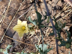 Coccinia sessilifolia