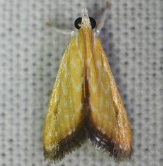 Aethiophysa delicata