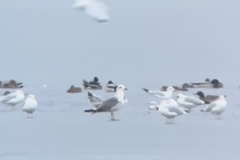 Larus fuscus