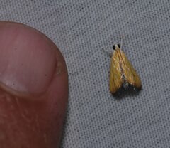 Aethiophysa delicata