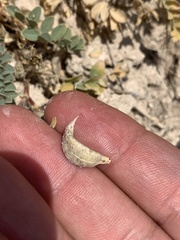 Astragalus iodanthus