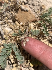 Astragalus iodanthus