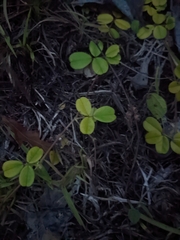 Tephrosia chrysophylla