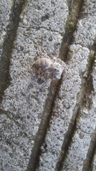 Paraphidippus fartilis